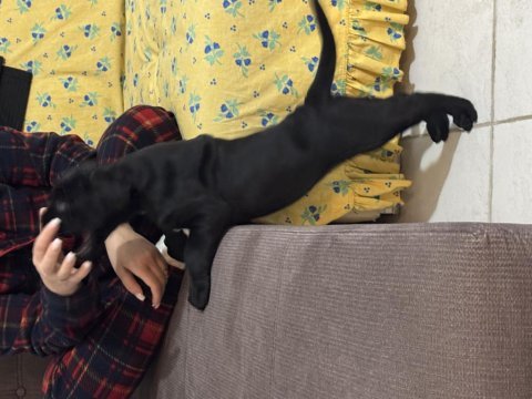 Kifşecereli cane corso