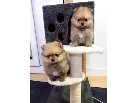Mini boy pomeranian yavruları