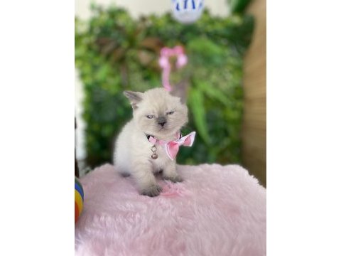 Prenses kızım ırk sağlık garantili british shorthair