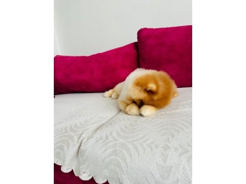 Gunu gelem asilari yapildi 45 gunluk pomeranian bebegimiz