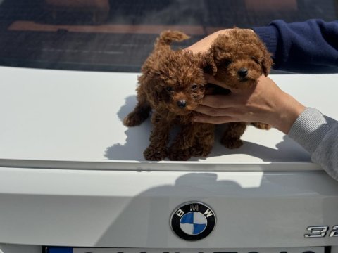 Ankaranın en kaliteli kore toy poodle yavruları