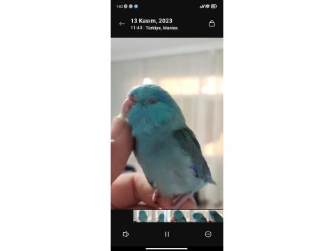 Full evcil 3 aylık mavi erkek forpus papağanı