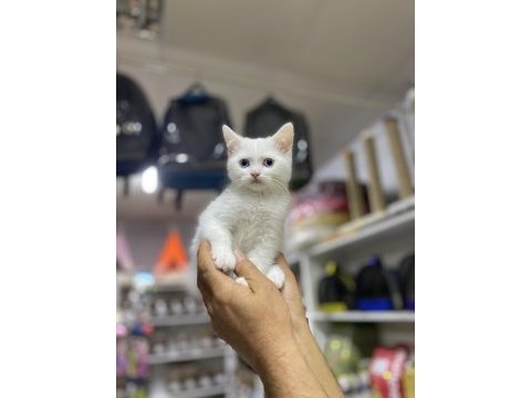 British shorthair prens erkeğimiz