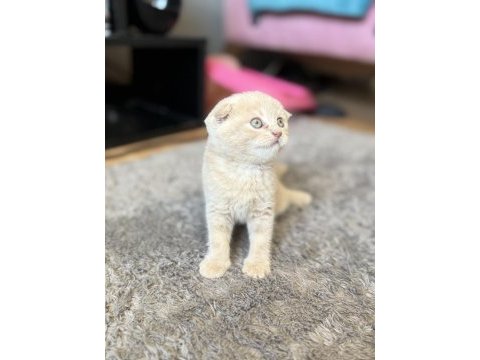 Sevimli scottish fold kardeşler yeni yuvalarını arıyor