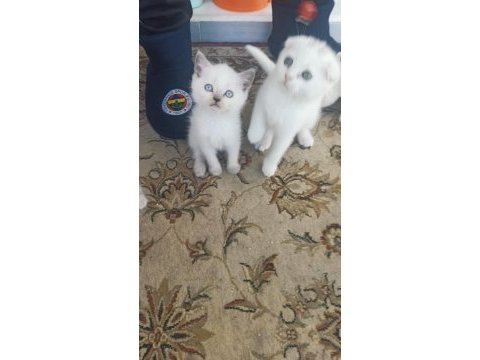 British shorthair yavrular