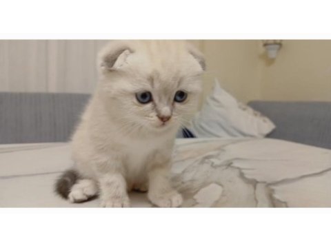 Nadir bulunan scottish fold güzellik