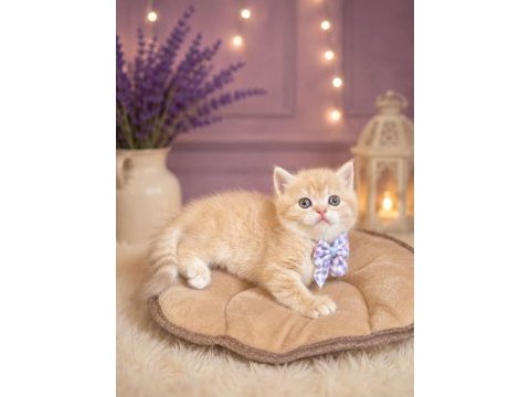 Golden british shorthair paşam hazır