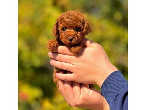 2.5 aylık dişi toy poodle bebeğimiz