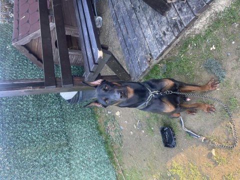 Eğitimli oğlum mars doberman 9.5 aylık