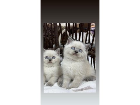 Bluepoint british shorthair yavru güzellikleri