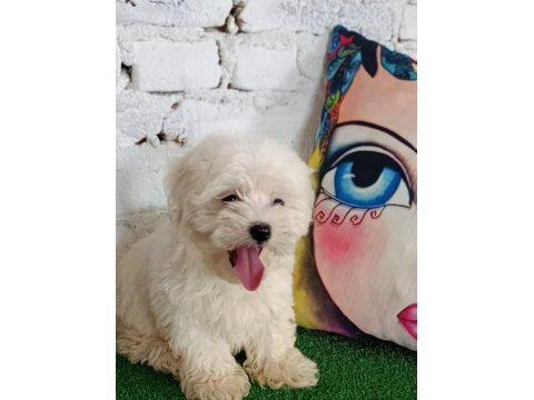 Maltese terrier minik dostlar