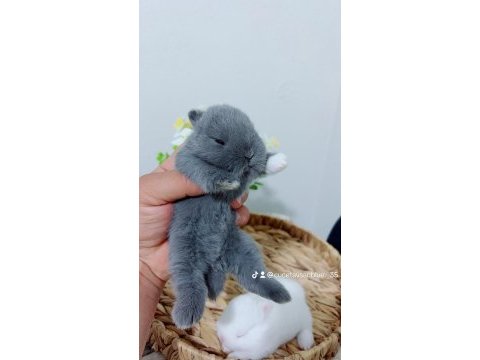 Safkan hollanda cüce tavşanları sahiplendirme