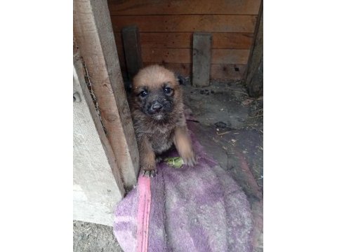 Alman malinois yavrular