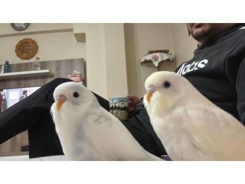 Ev üretimi eğitimli muhabbet kuşlar