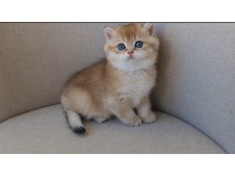 Dişi golden brıtısh shorthaır