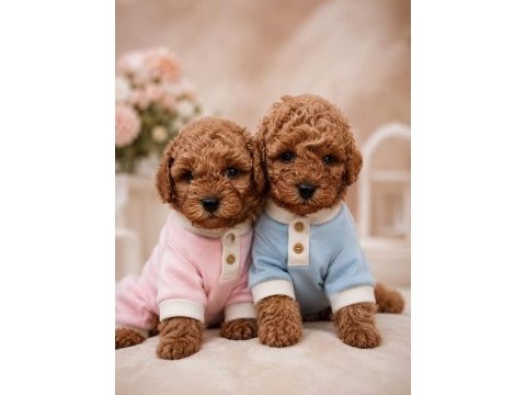 Toy poodle bebekler