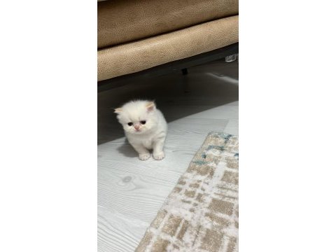 Persian yavru dişi 1 aylık