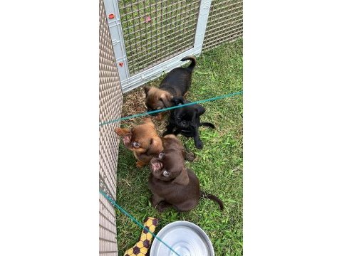 Küçük ( petit ) brabançon elit yavru köpekler