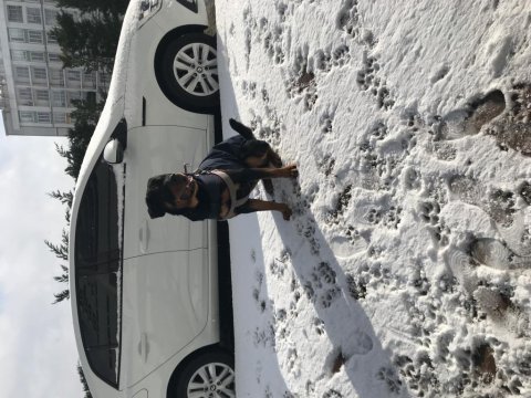 Eğitimli rottweiler köpeği
