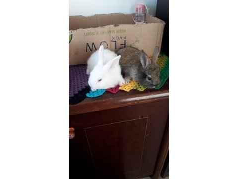 Her şeyiyle sahiplendirelecektir 3 yavru anne baba tavşan