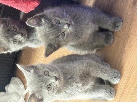 Uygun british shorthair yavrular