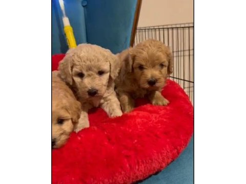 Maltipoo yavrularımız ırk ve sağlık garantili