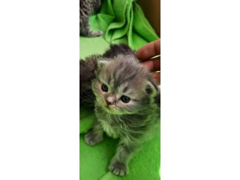 Chinchilla yavru kedi