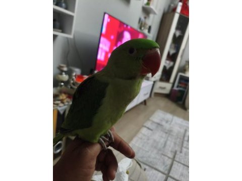 5 aylık çok tatlı iskender papağanı