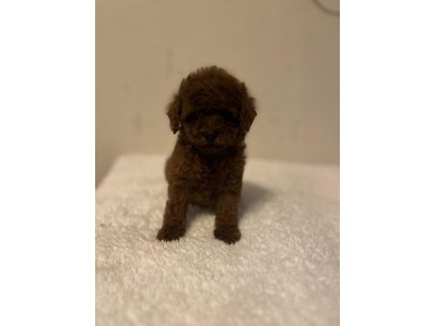 Toy korean poodle