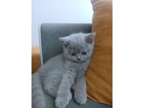 Güzel british shorthair kızım