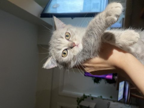 British shorthair