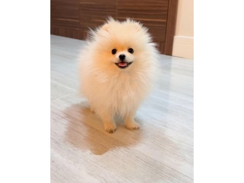 Sevimli pomeranian yavru milky