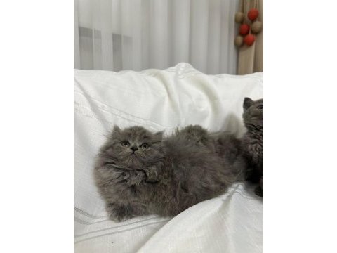 British longhair bebekler sakarya