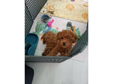Efsane poodle yavrularım ev ortamında