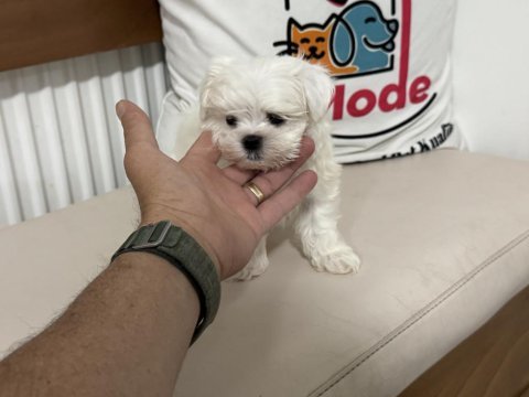 Ultra kalite tea cup kore kan maltese yavrumuz