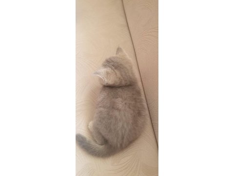 Ev ortamında büyüyen british longhair