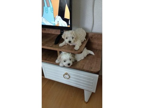 50 günlük maltipoo yavru