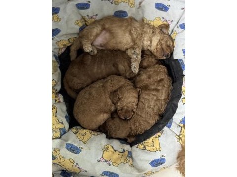 Kore kan toy poodle