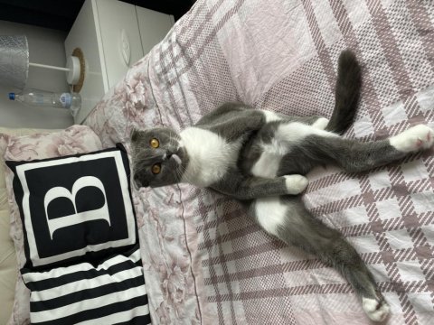 Ücretsiz sahiplenme scottish fold