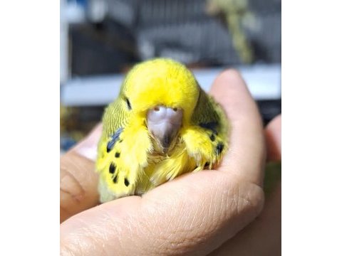 Show jumbo iri muhabbet kuşu bebeklerim