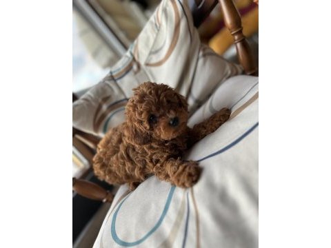 Aileden orjinal toy poodle bebeklerim
