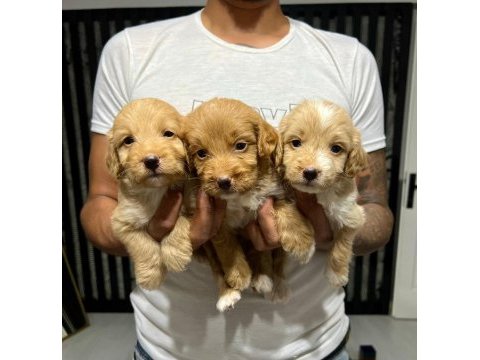 Maltipoo yavrular 4 dişi 3 erkek