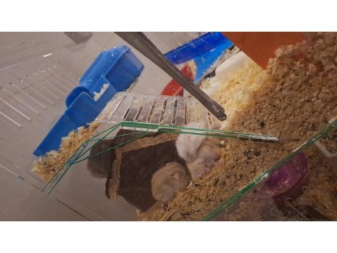 Ele alışık sağlıklı gonzales hamster yavruları