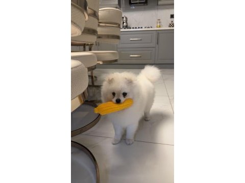 9 aylık pomeranian satılık