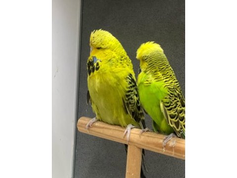 Show jumbo muhabbet kuşu takımlar yavru garantili