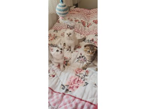 2 aylık scottish fold ve british