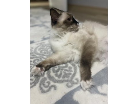 4 yaşında dişi ragdoll