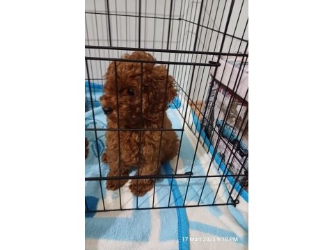 Toy poodle yavru