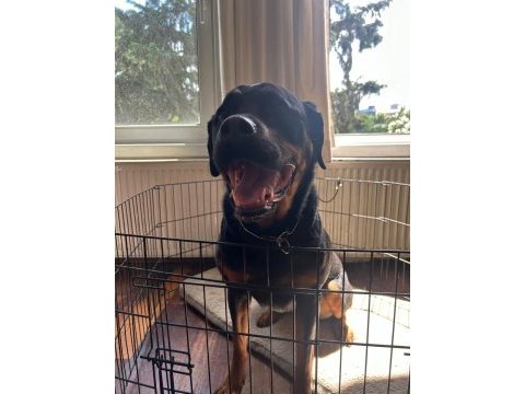 Safkan eğitimli rottweiler