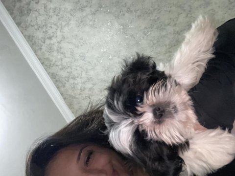 Shih tzu köpeğimi sahiplendirme istiyorum